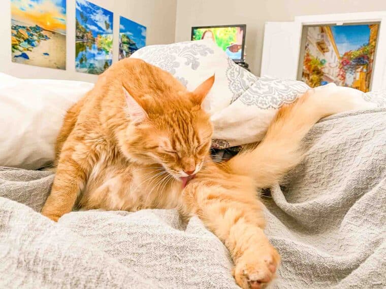 orange cat cleaning itself in the bed