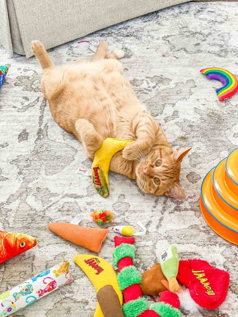 orange cat on his back playing with toys