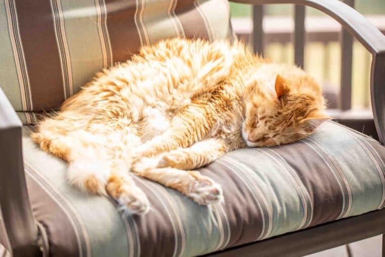 orange cat sleeping in a chair