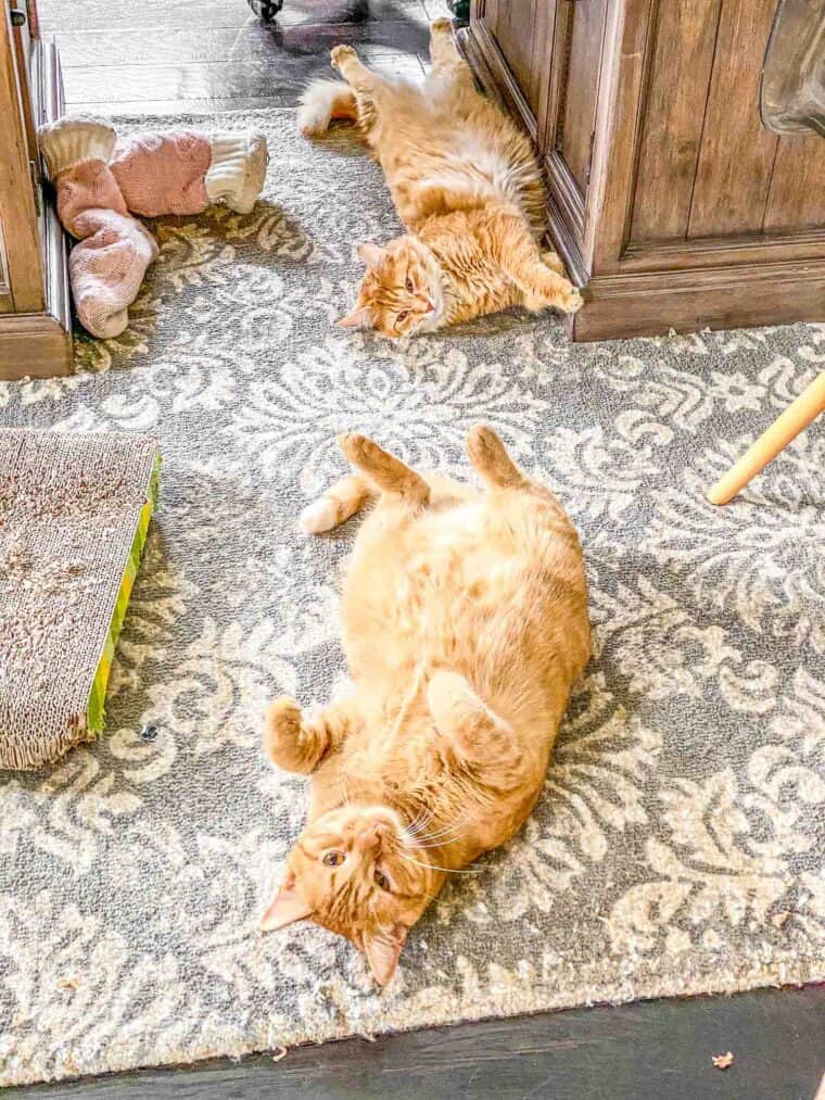 two orange cats lying on their backs