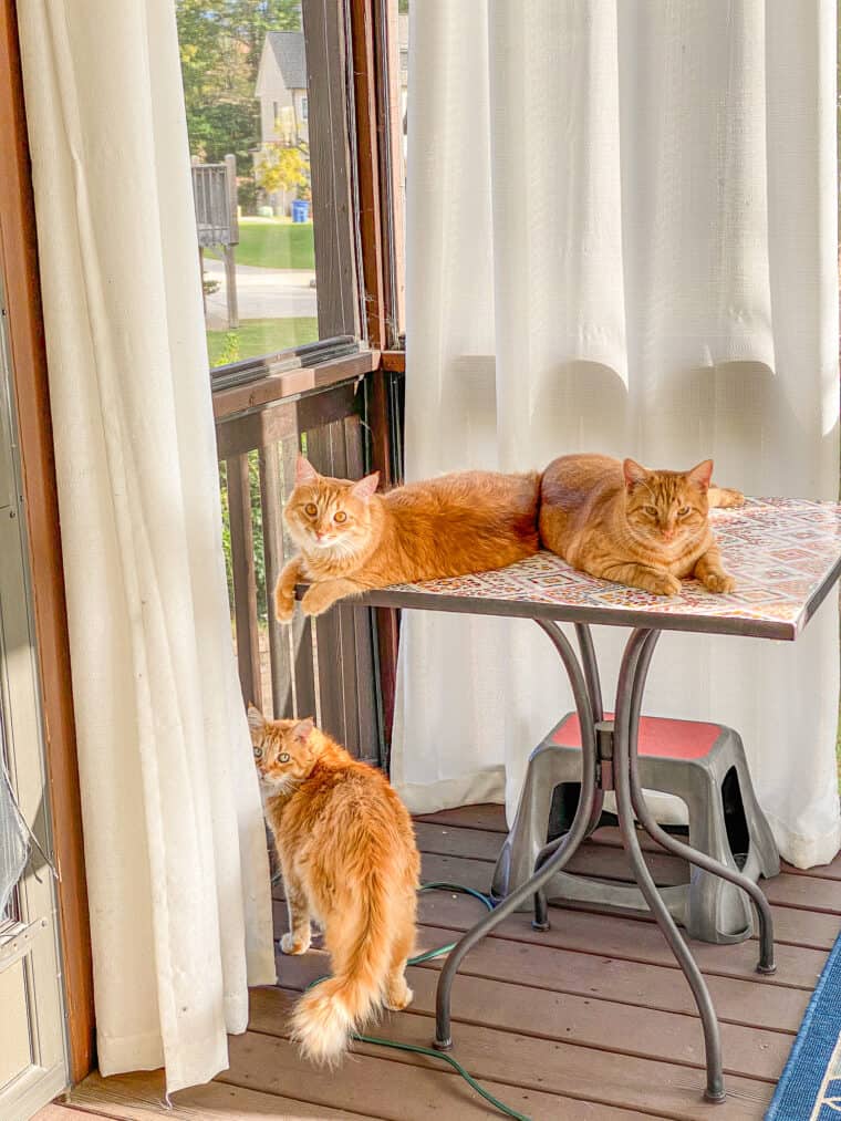 two orange cats on a table and one orange at standing on the deck
