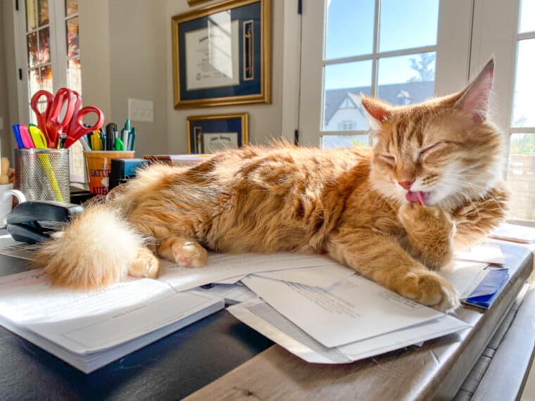 one orange cat sitting on a desk cleaning its paw