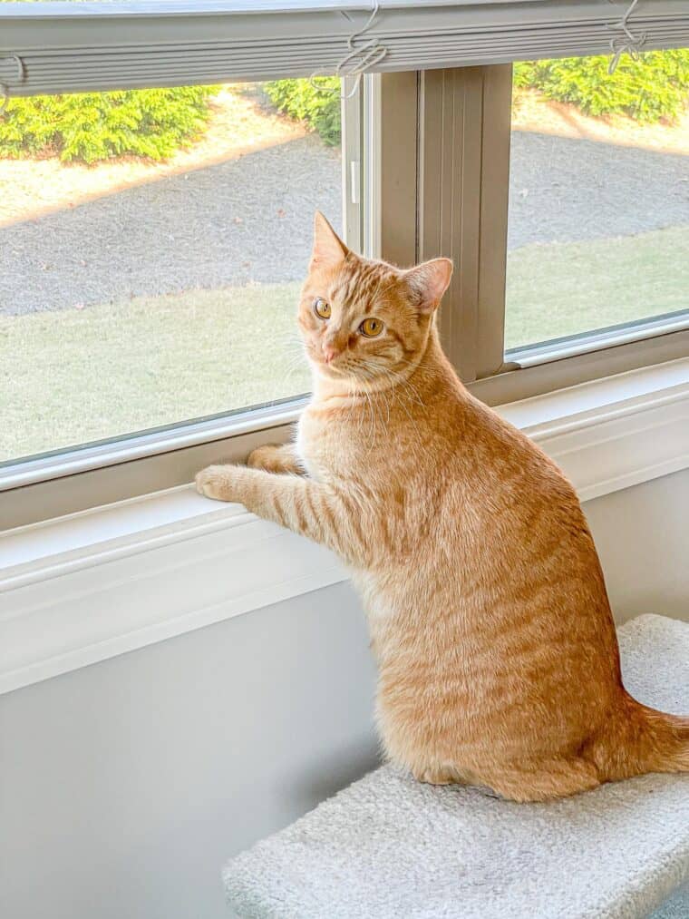 orange cat looking out the window
