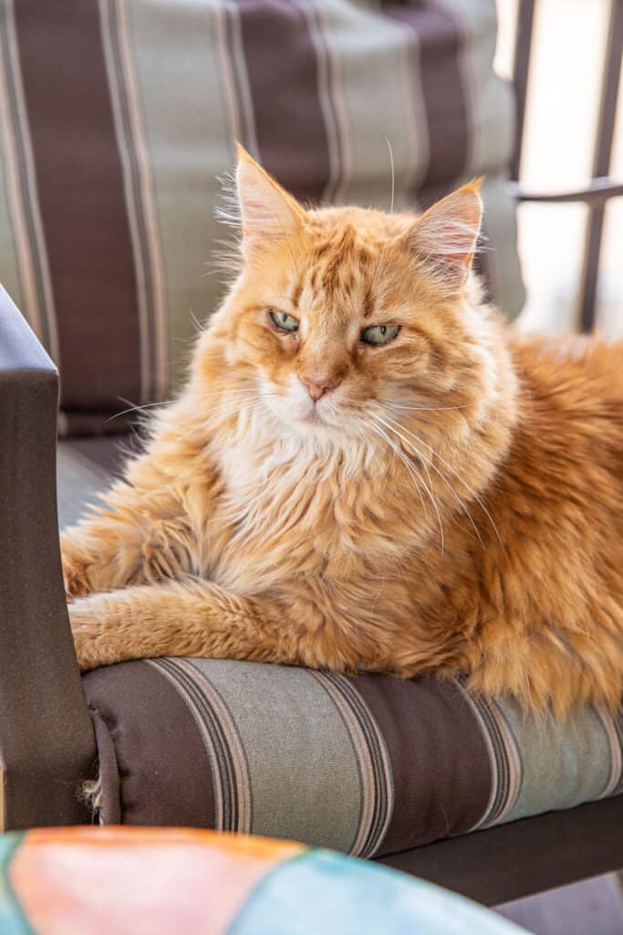 orange cat sitting in a chair