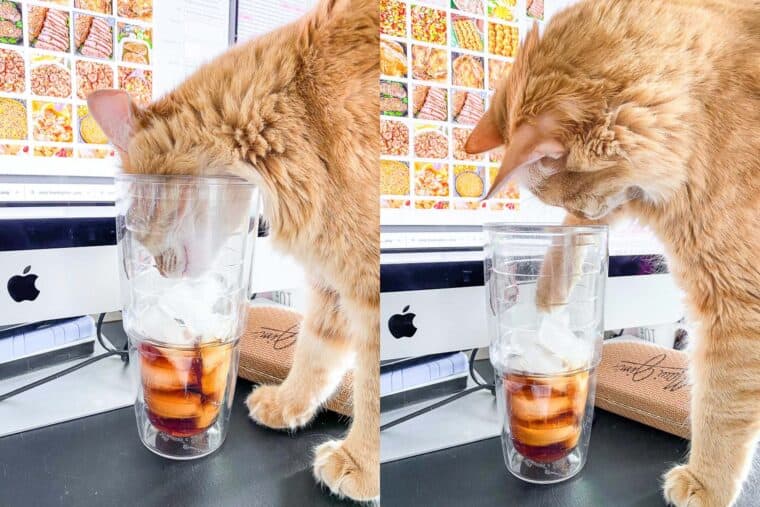 2 photos of an orange cat drinking from a cup