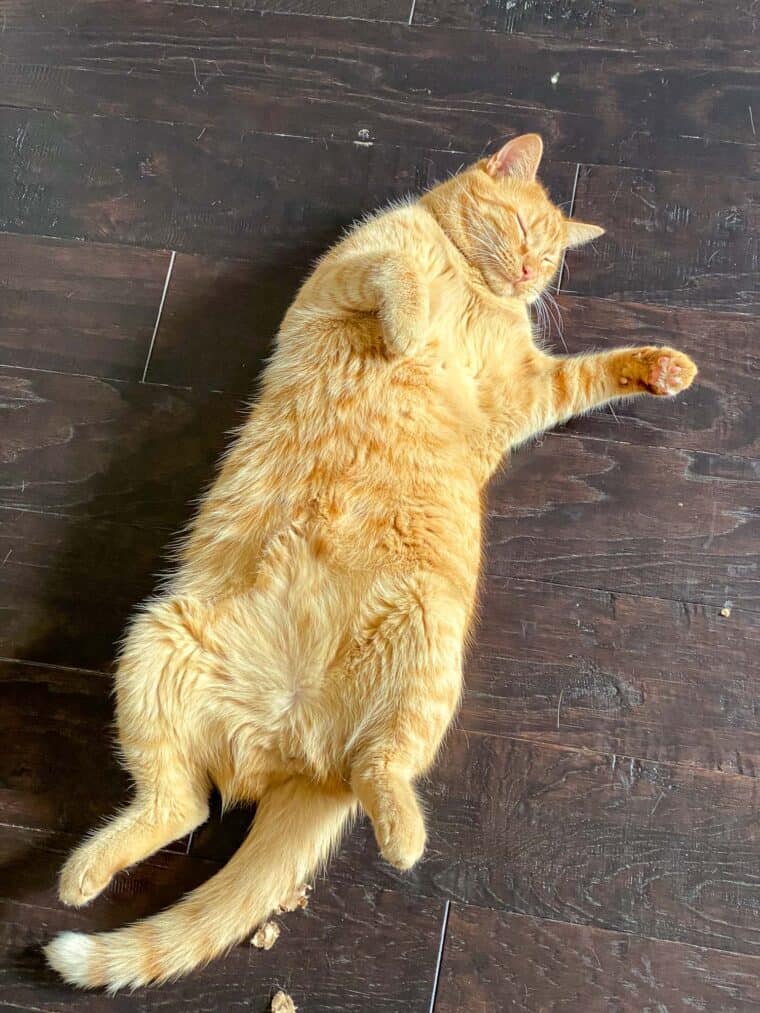 orange cat lying on its back
