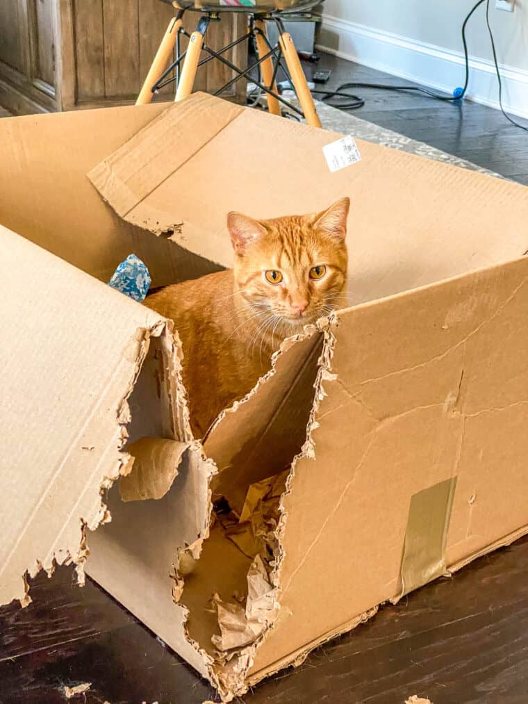 orange cat sitting in a box