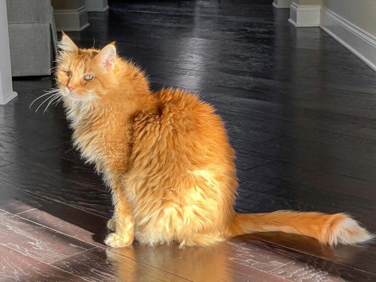 orange cat sitting on the floor