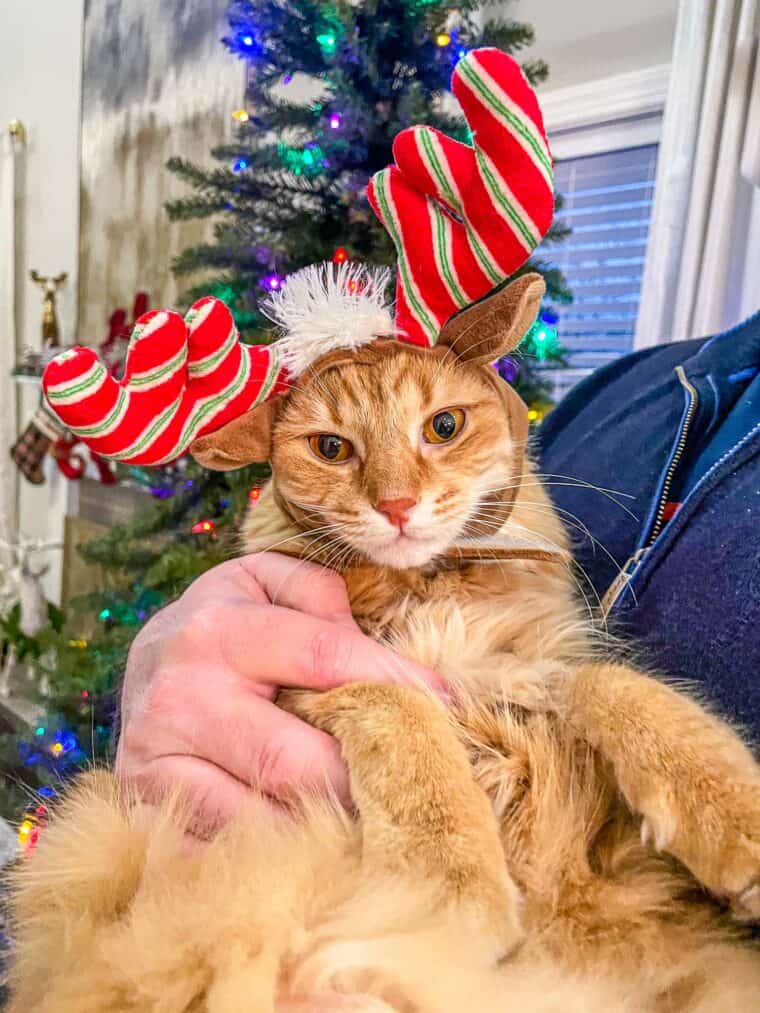 orange cat in antlers in front of the christmas tree