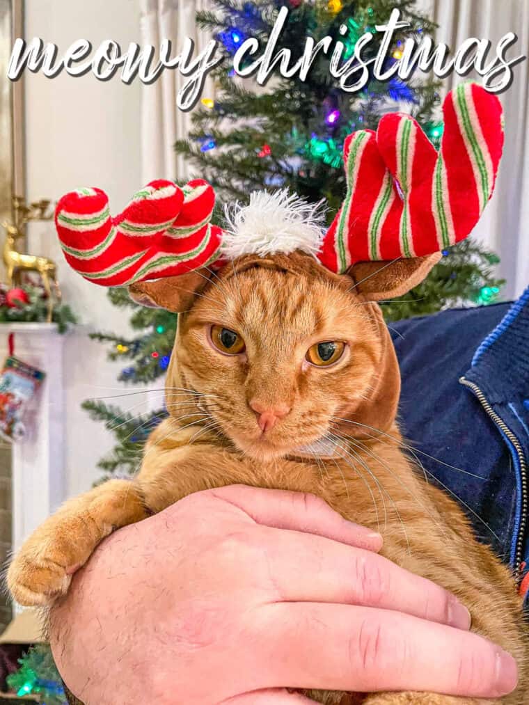orange cat in antlers in front of the christmas tree