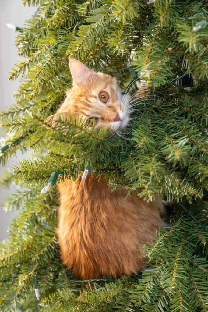 orange cat in christmas tree