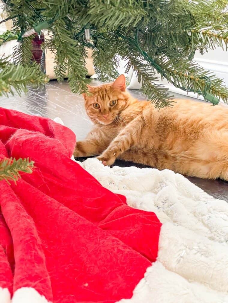 orange cat sitting under christmas tree