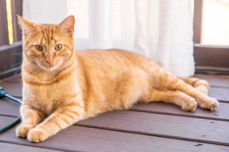 orange cat sitting on the deck