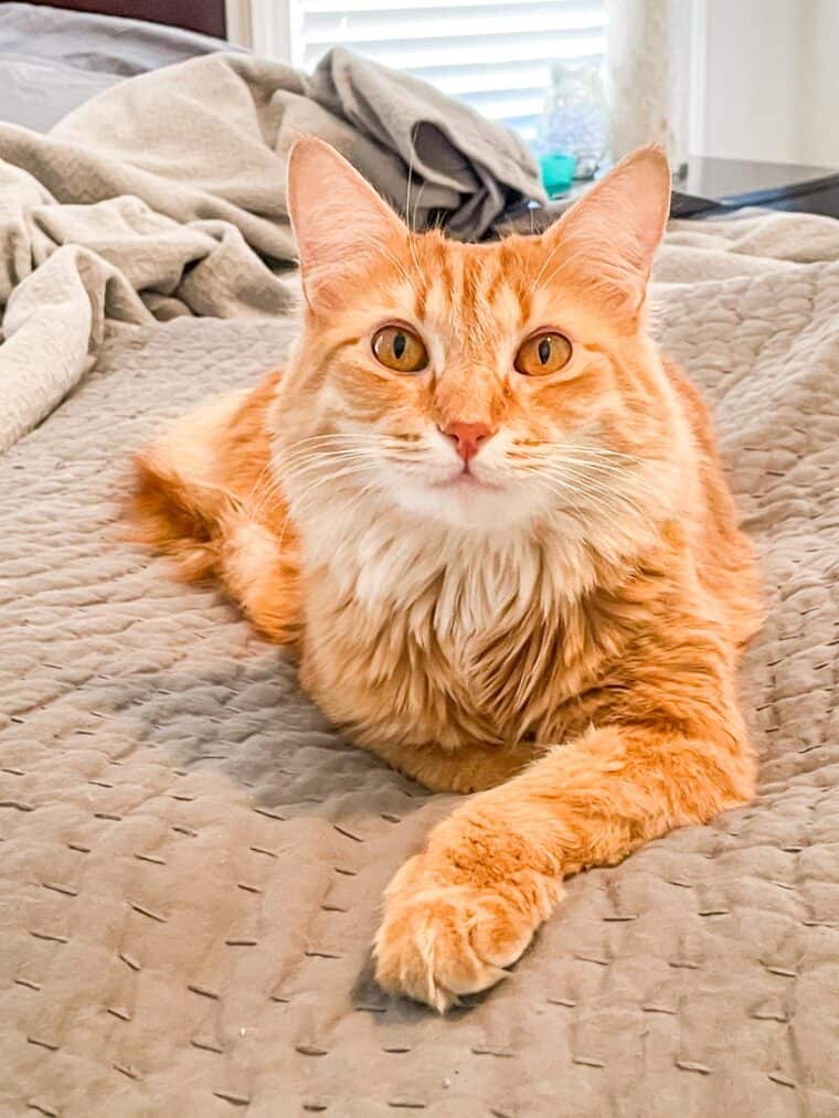 orange cat on the bed