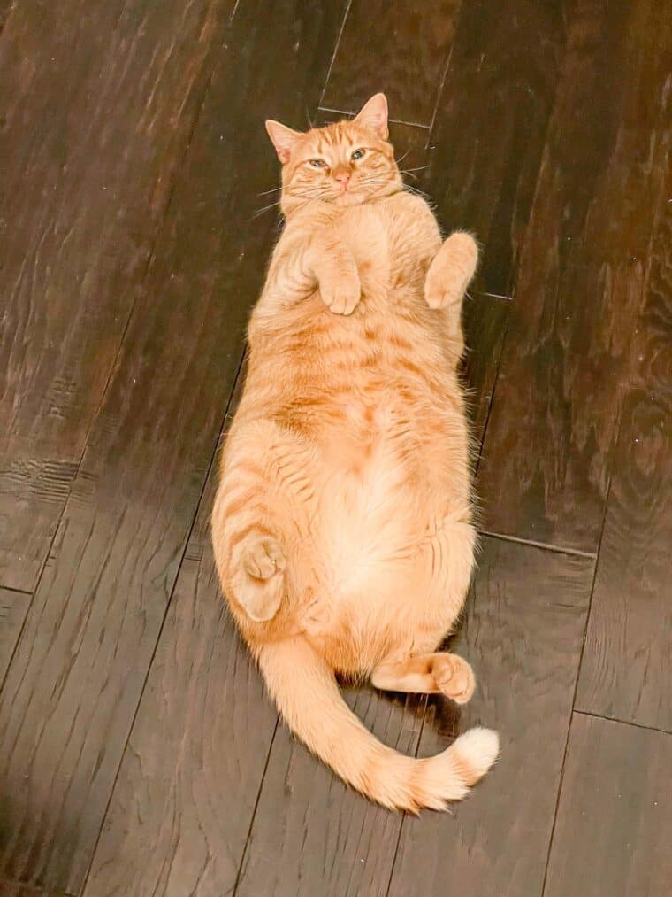 orange cat laying on its back on the floor