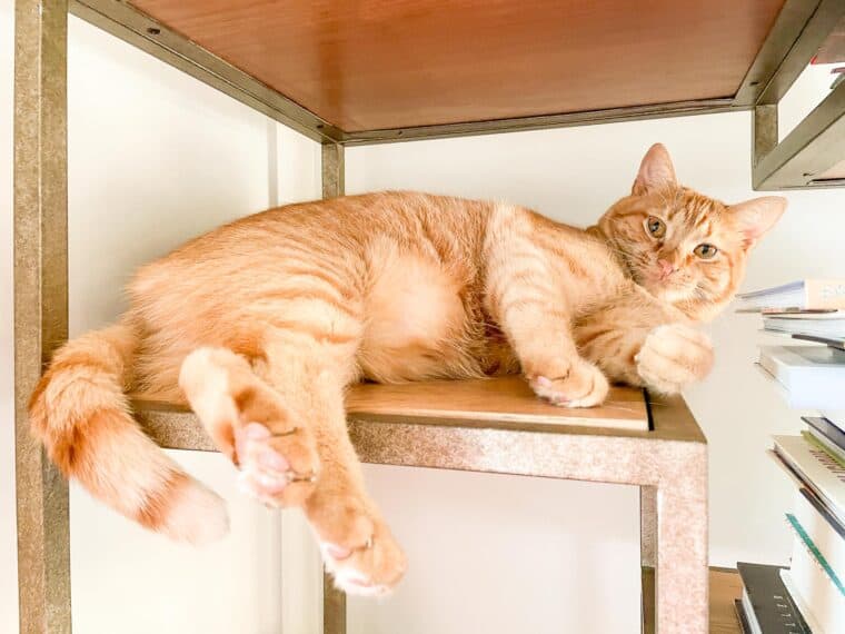 orange cat sitting on a book shelf