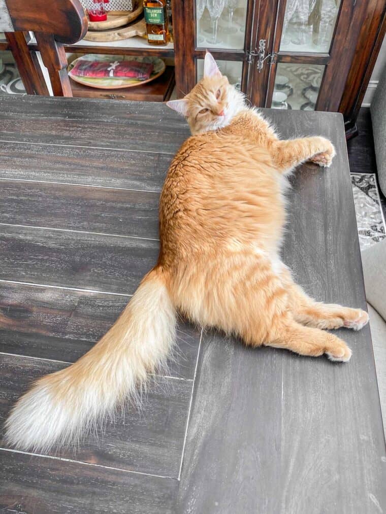 orange cat on table