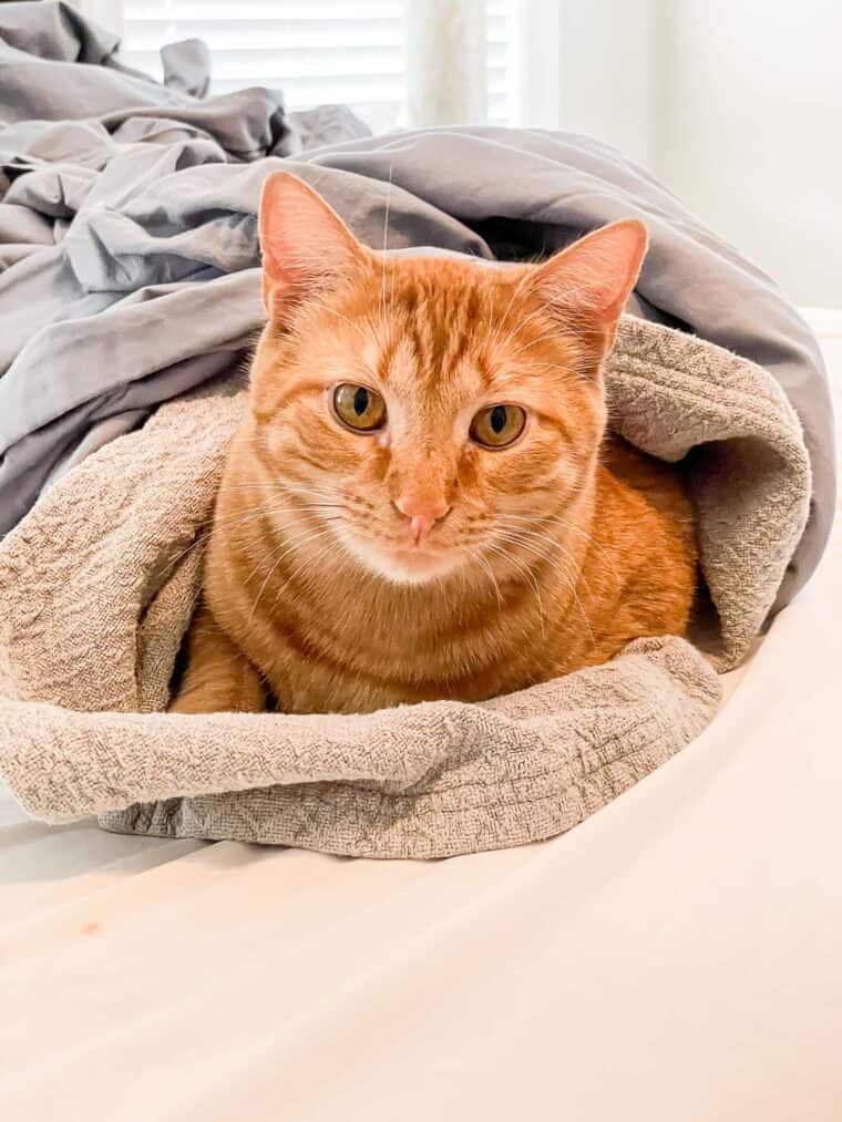 orange cat wrapped in a blanket