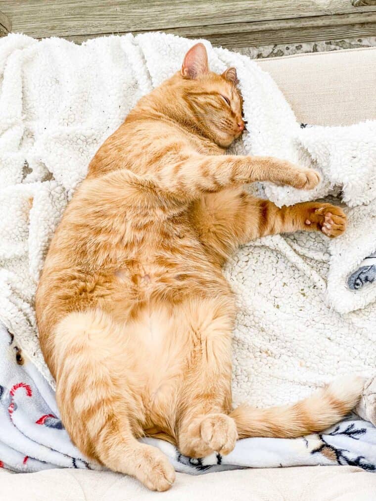 orange cat sleeping on a blanket