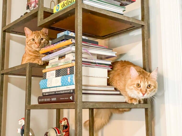 two orange cats on a bookshelf
