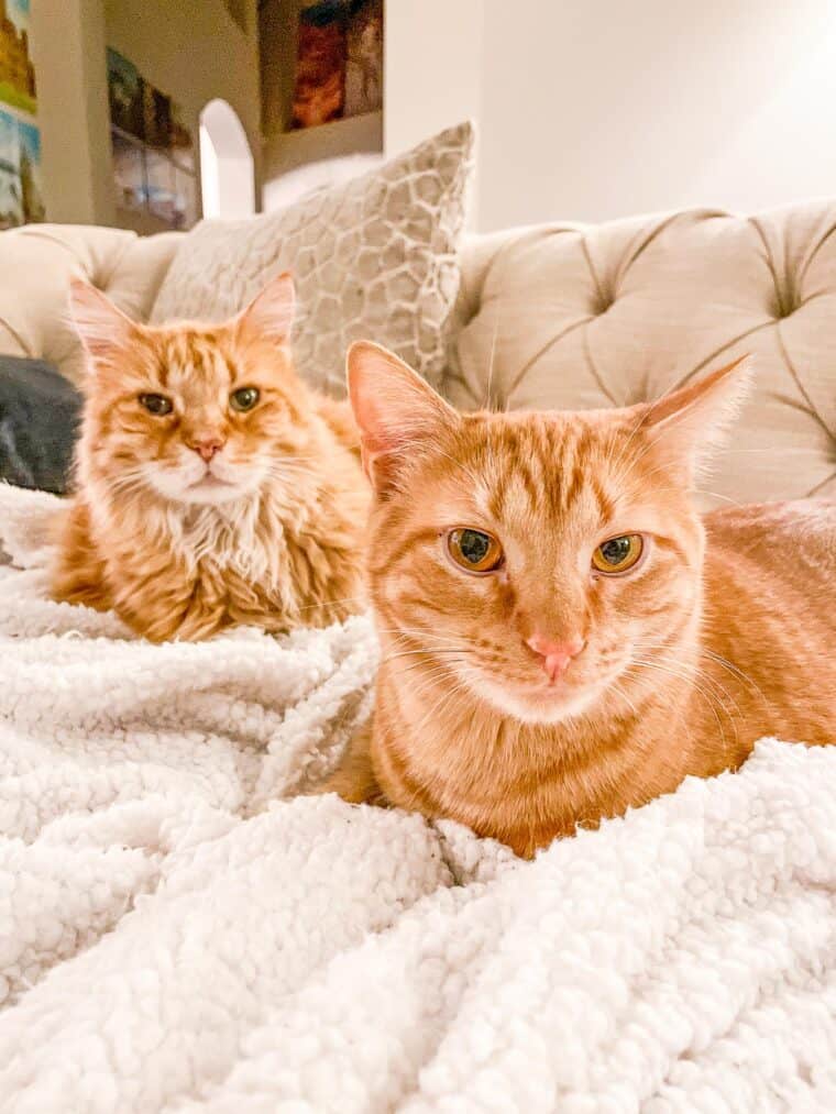 two orange cats on the sofa