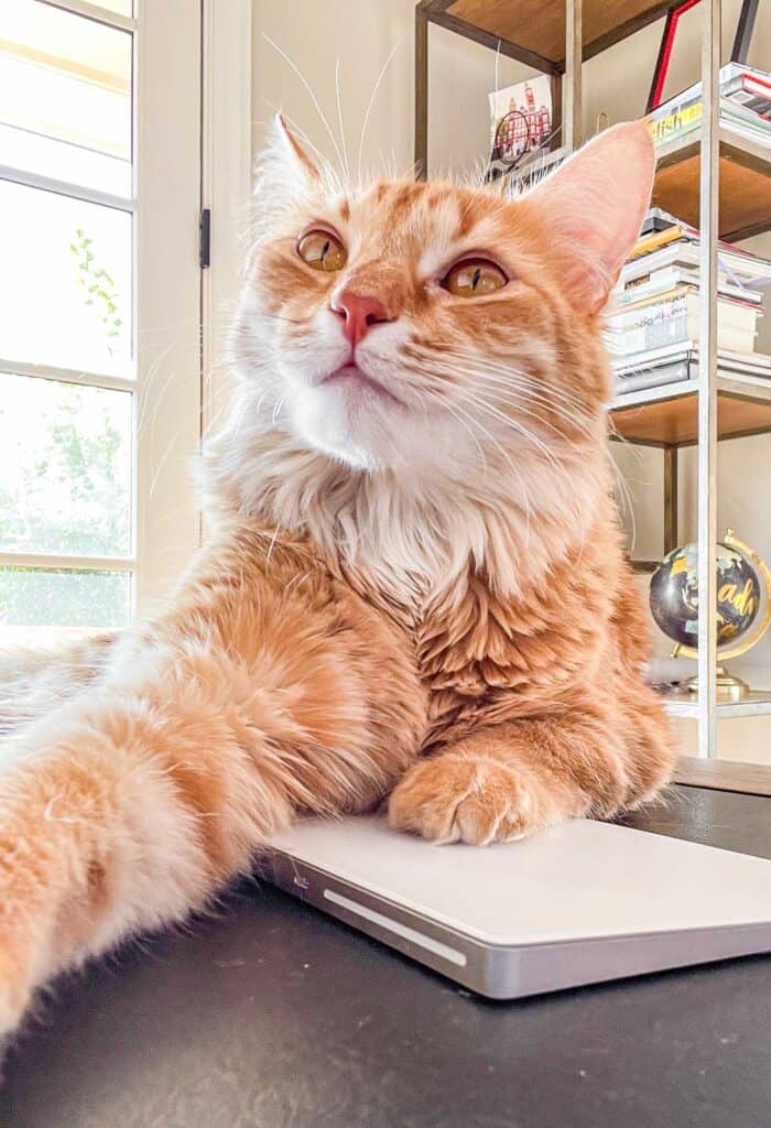 orange cat sitting on a desk