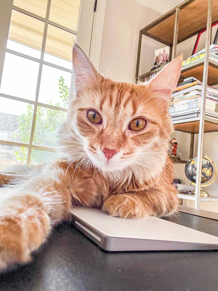 orange cat sitting on a desk