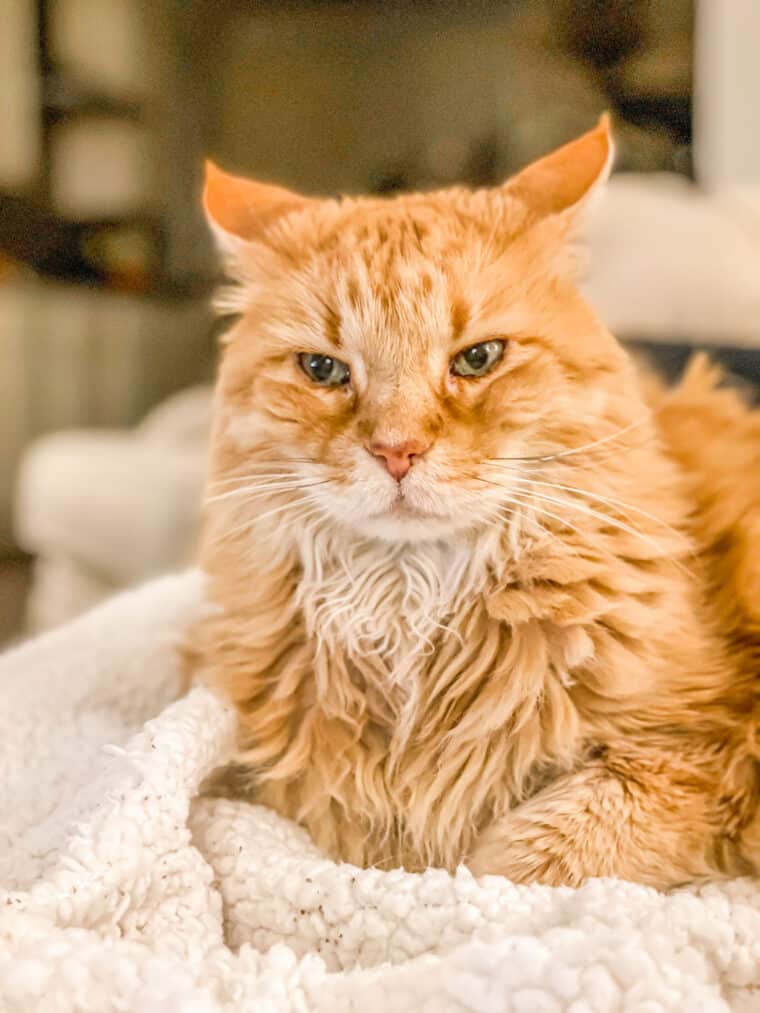 orange cat on a blanket