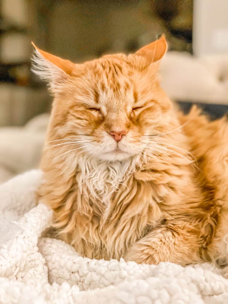 orange cat sitting on a blanket