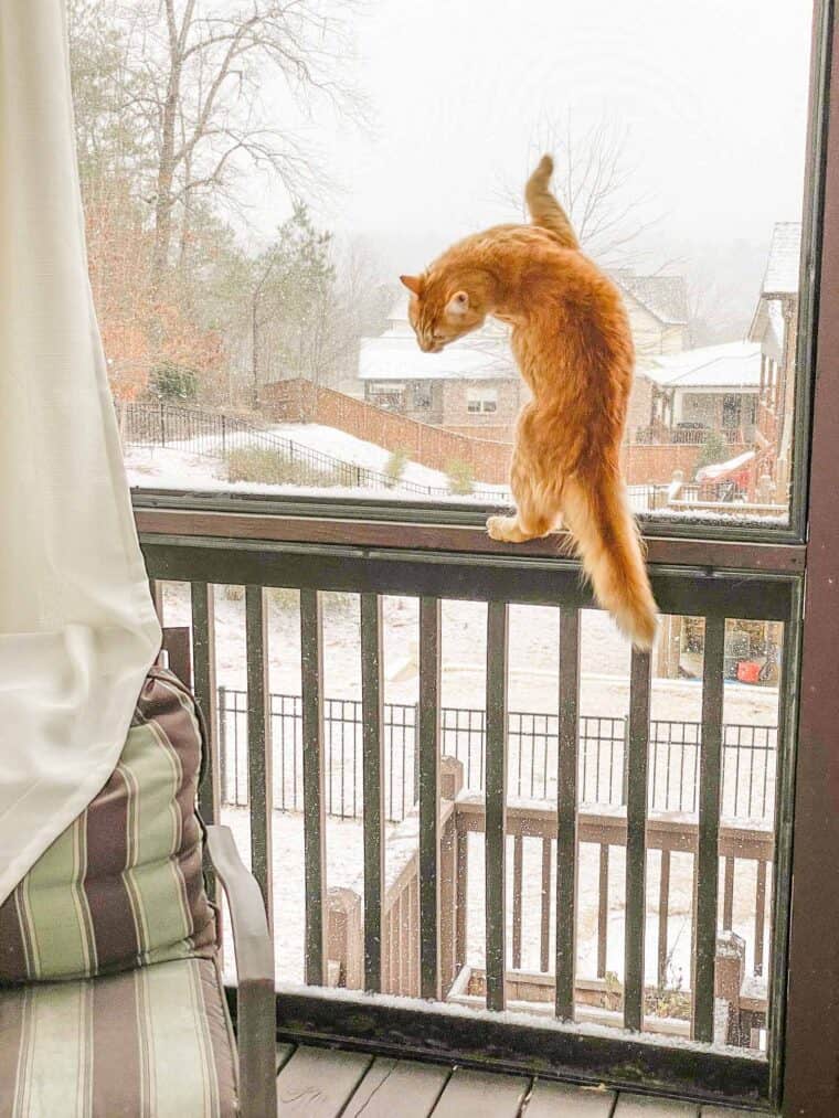 cat hanging on the screens