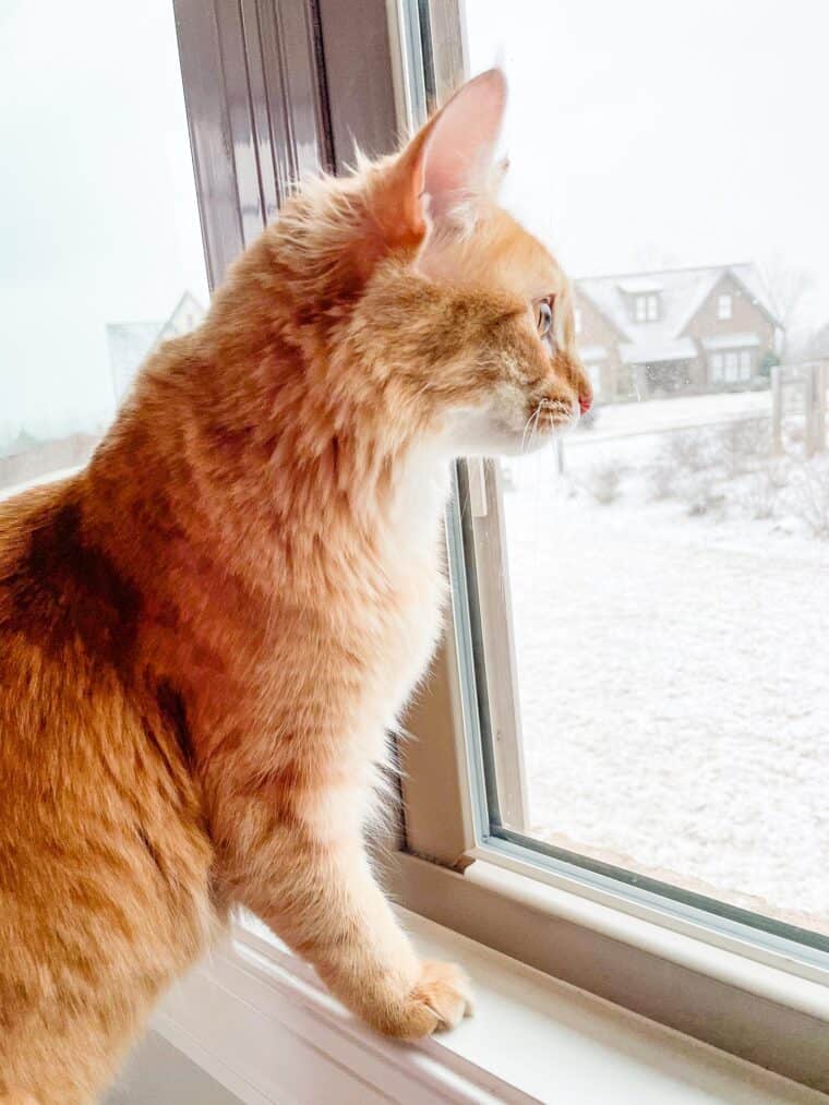 orange cat looking at the snow
