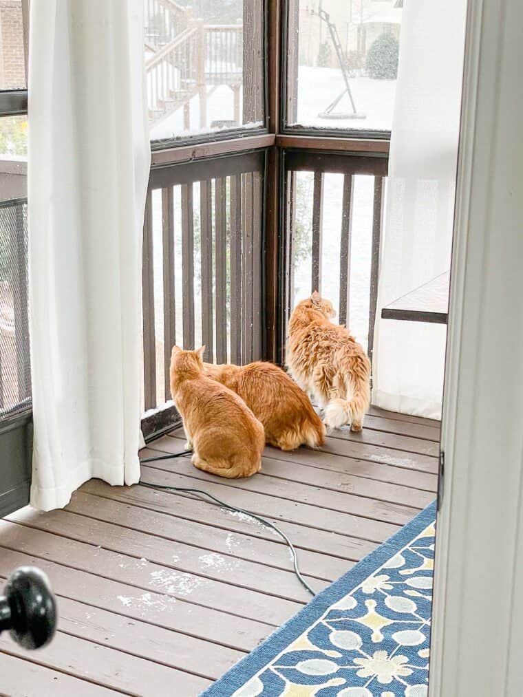 3 orange cats looking at the snow