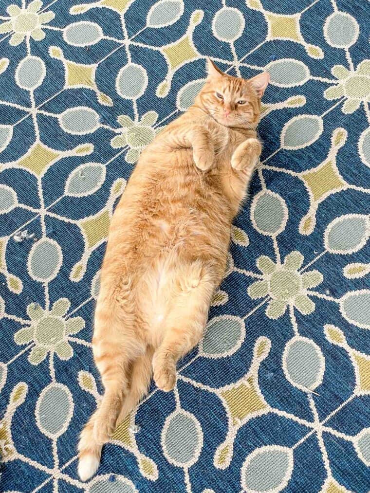 orange cat laying on its back on a rug