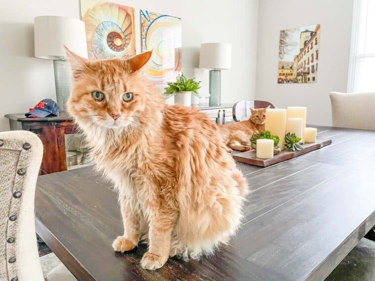 two orange cats on a table