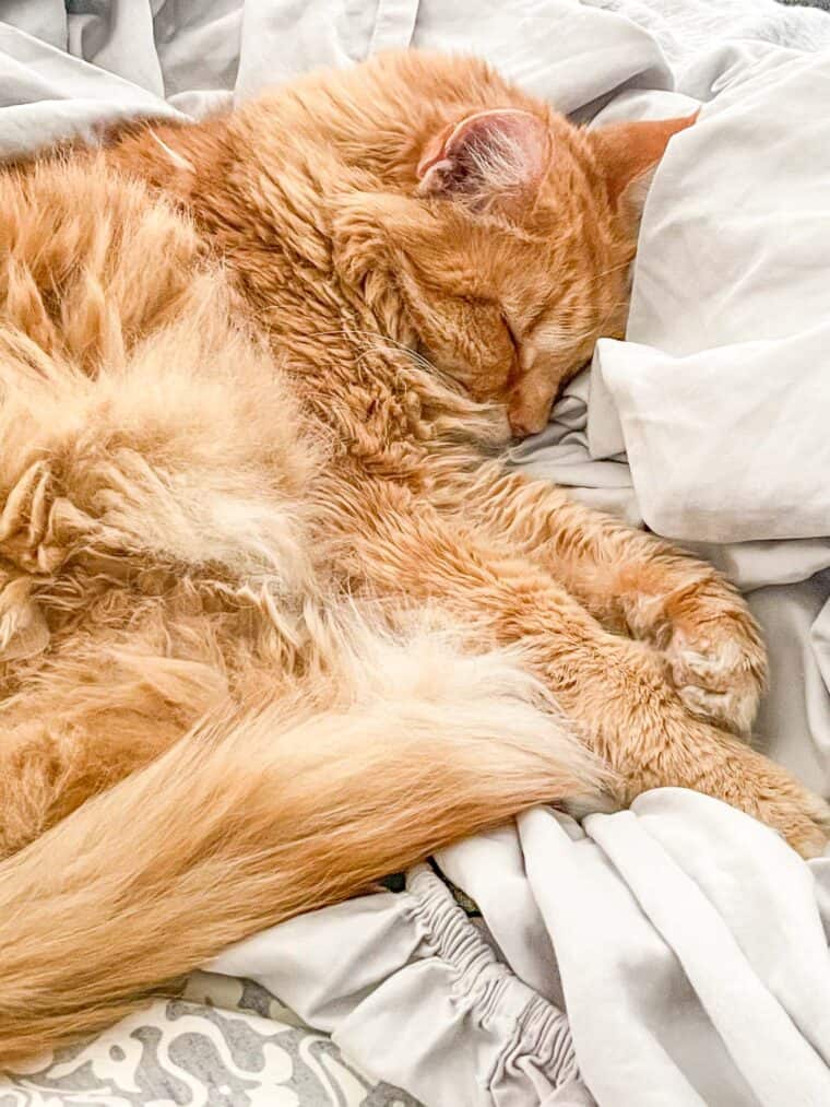 orange cat sleeping on the bed
