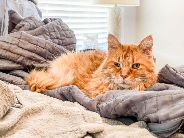 orange cat laying on the bed