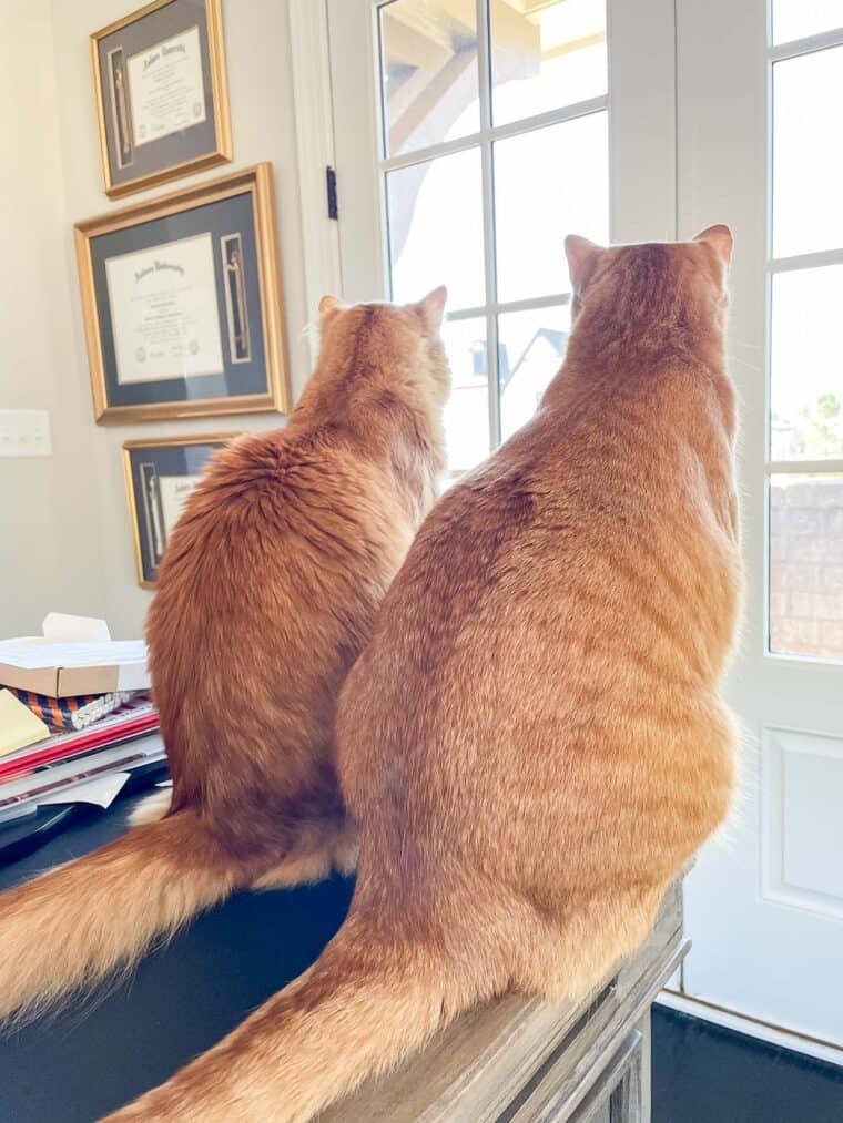 two orange cats sitting on a desk