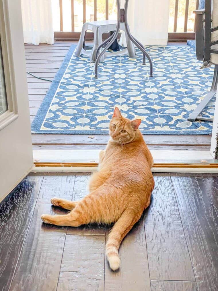 orange cat laying on the floor looking outside