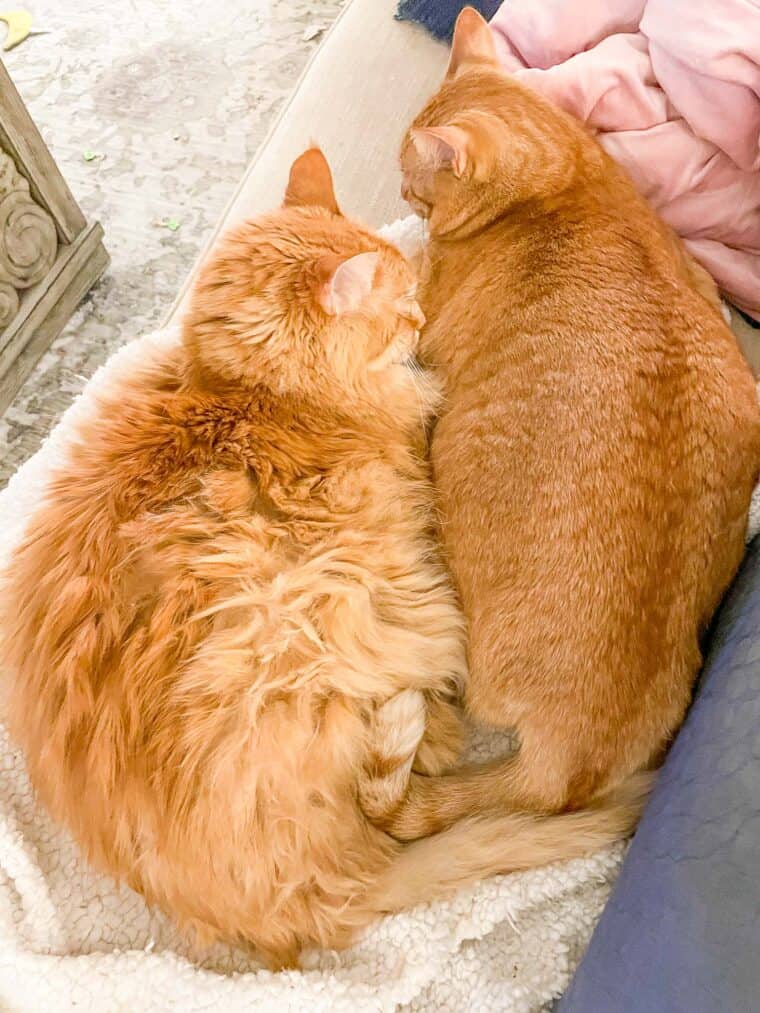 two orange cats on a blanket