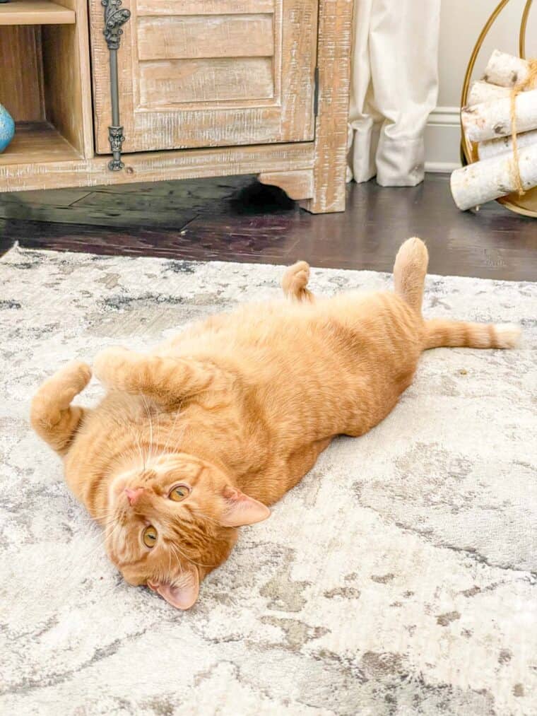 orange cat on its back laying on a rug