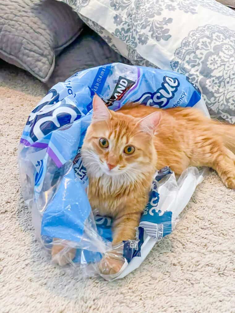 orange cat sitting on plastic packaging