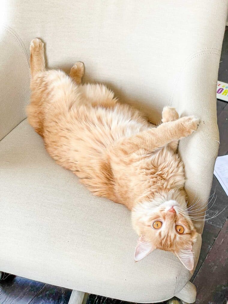 orange cat on its back in a chair