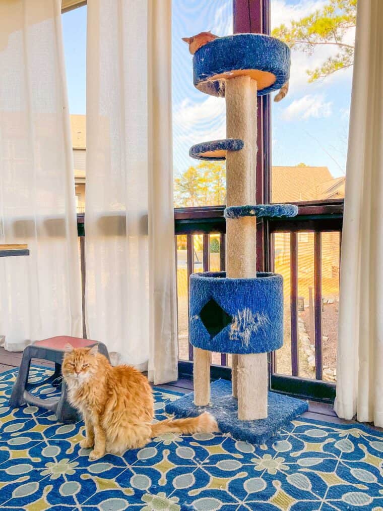 two orange cats on cat tower outside