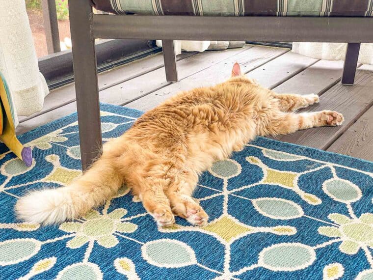 orange cat laying on the deck under a chair