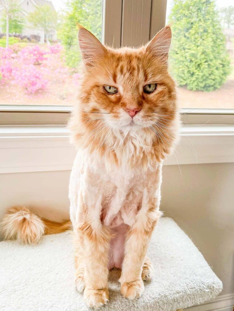 orange cat with lion cut