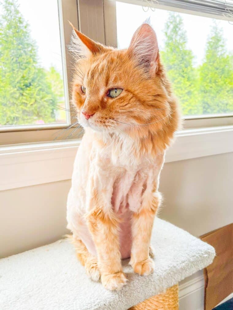 orange cat with lion cut