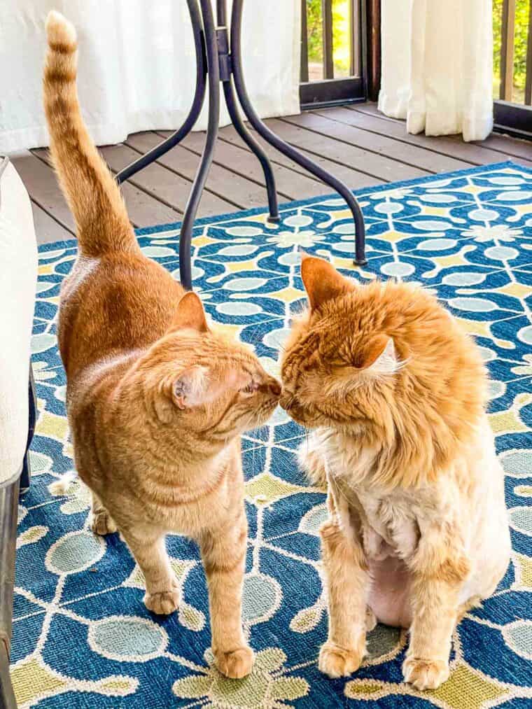 two orange cats touching noses