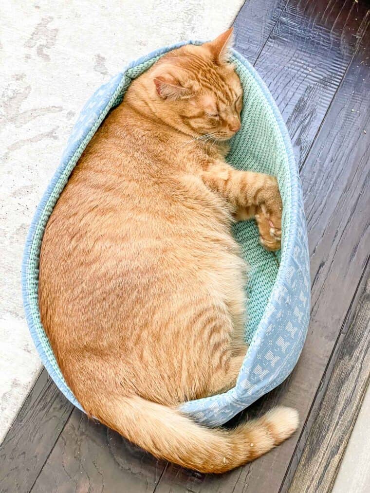 orange cat sleeping in a cat bed