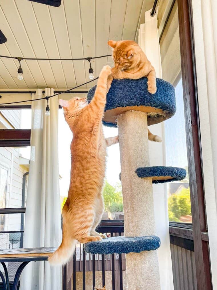 two orange cats in a cat tower