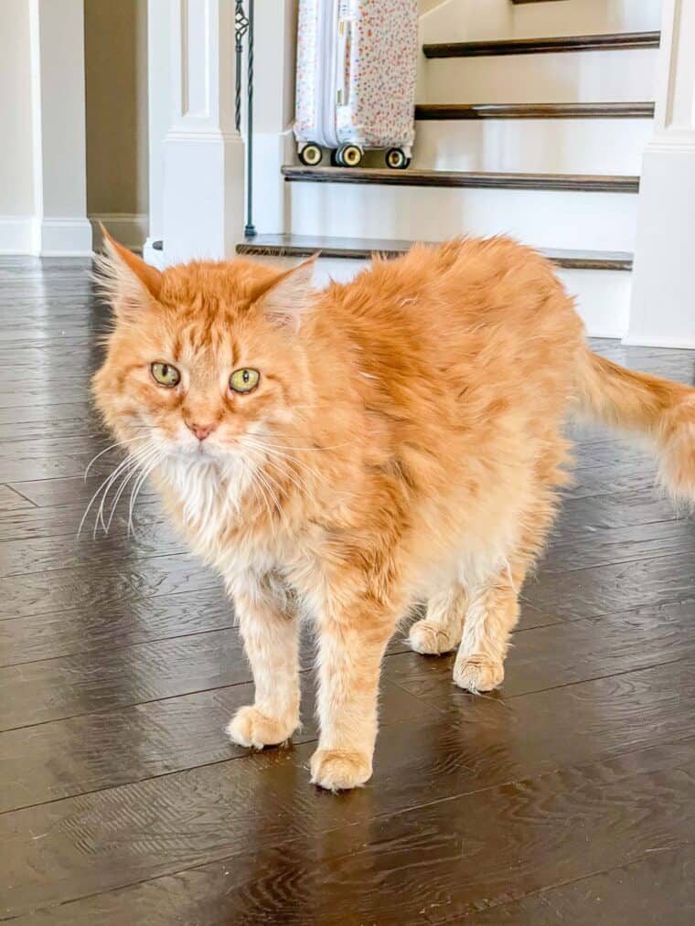 orange cat standing 